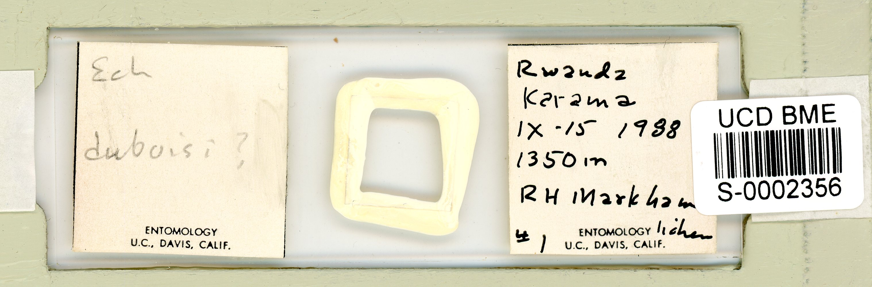 Echiniscus duboisi image