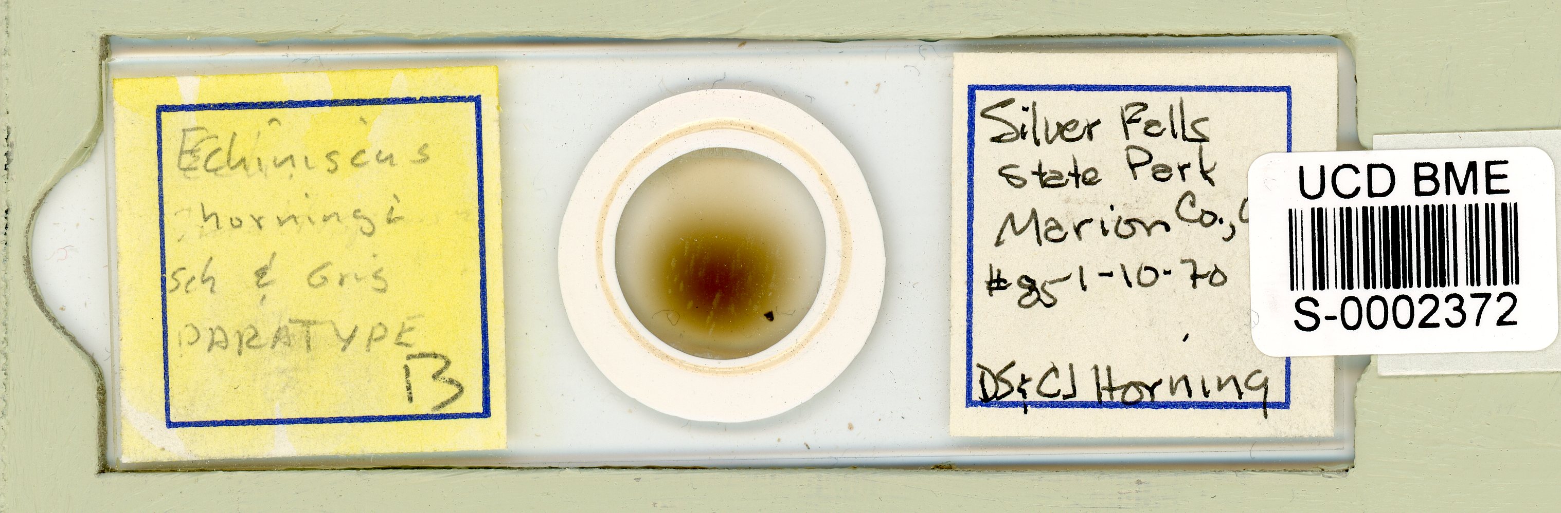 Echiniscus horningi image
