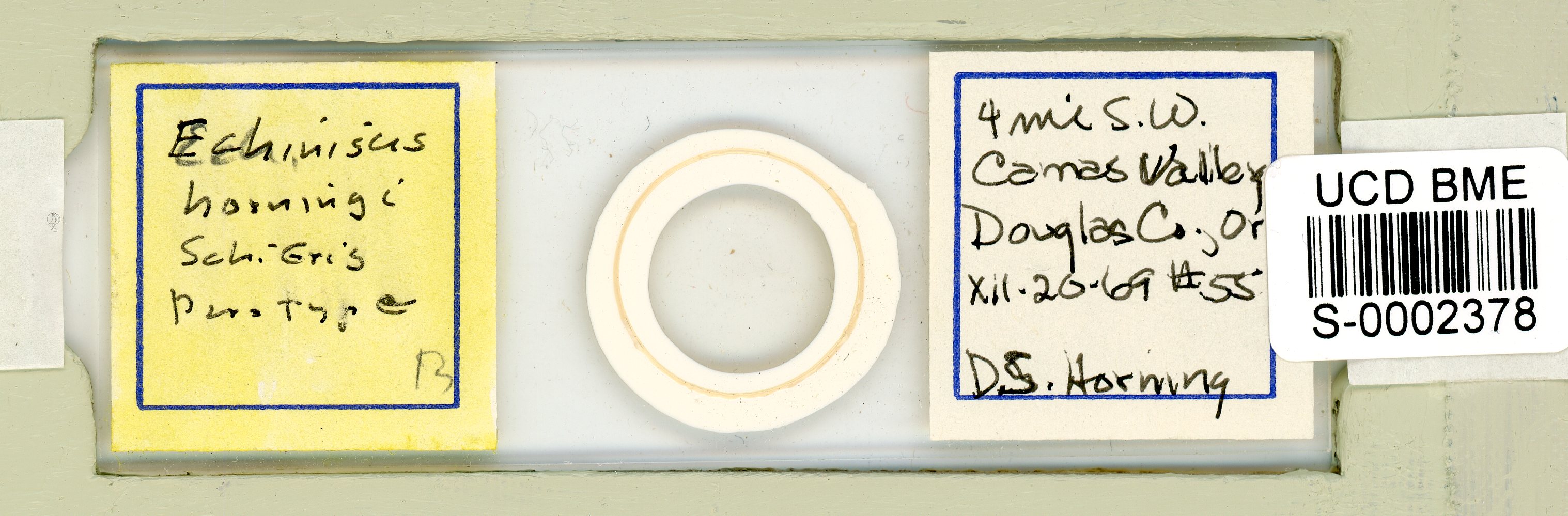 Echiniscus horningi image