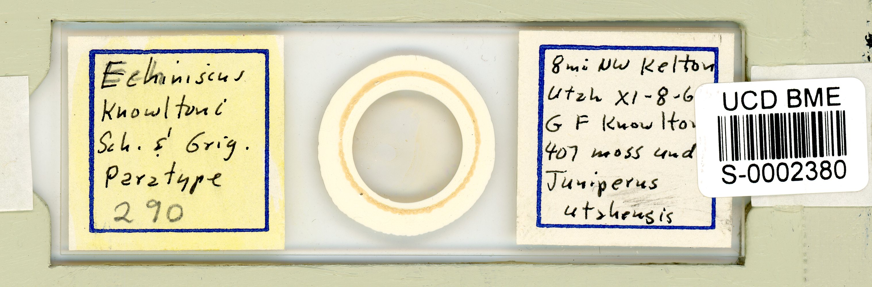 Echiniscus knowltoni image