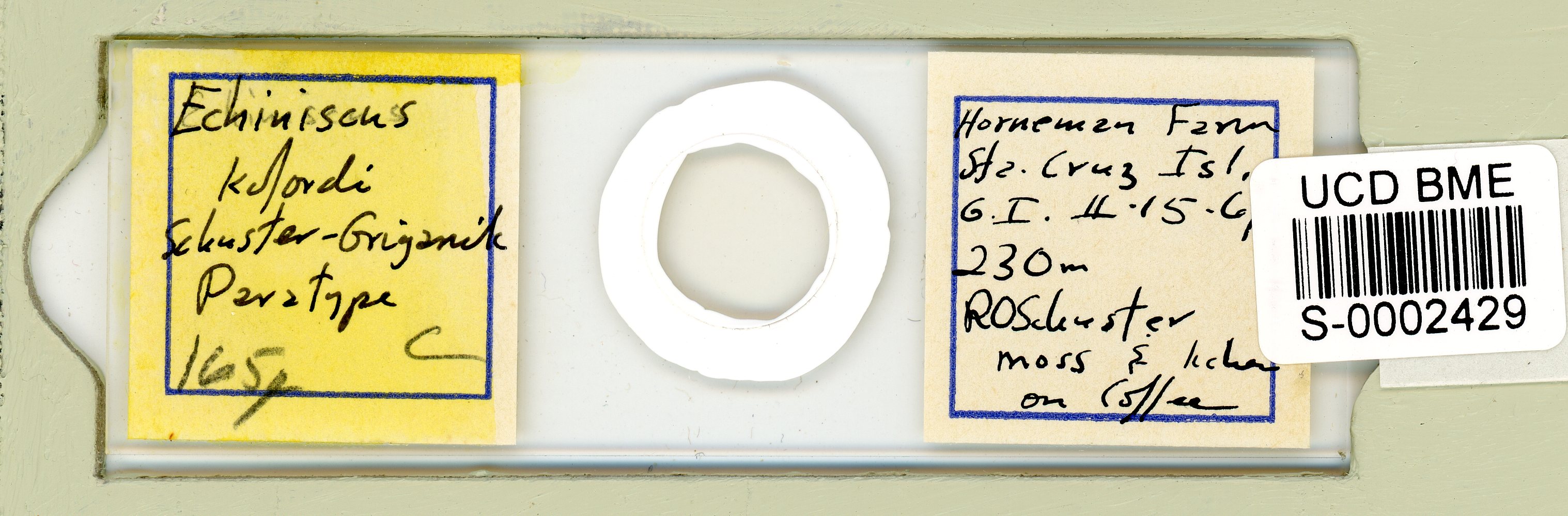 Echiniscus kofordi image