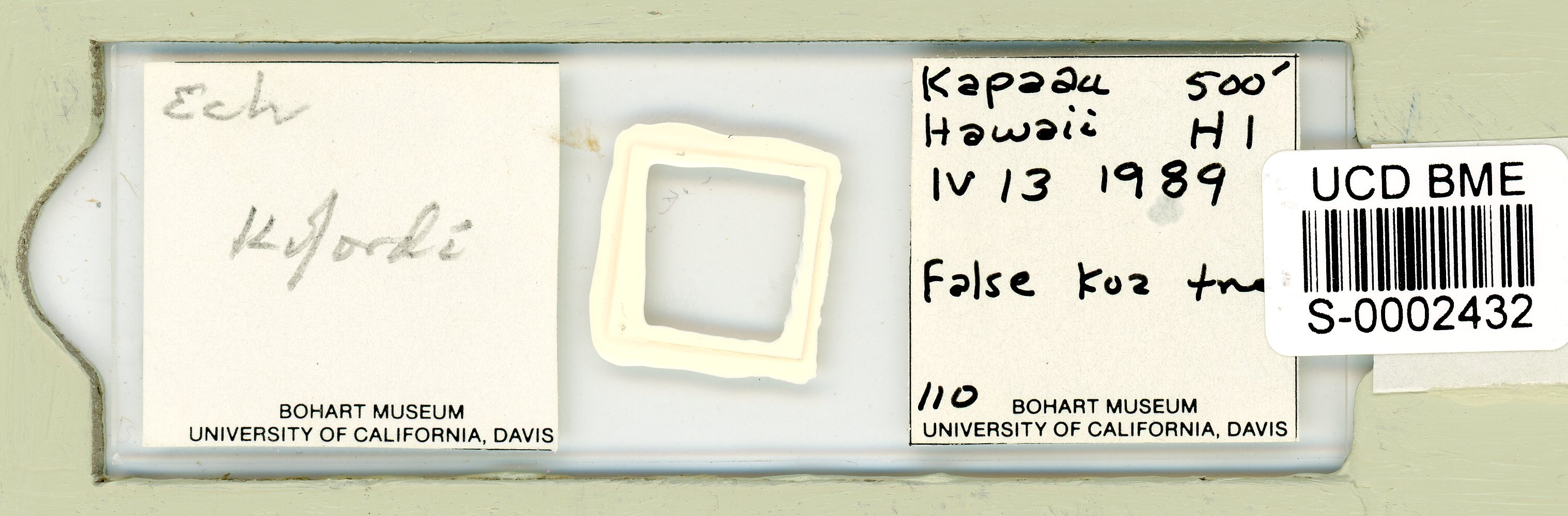 Echiniscus kofordi image