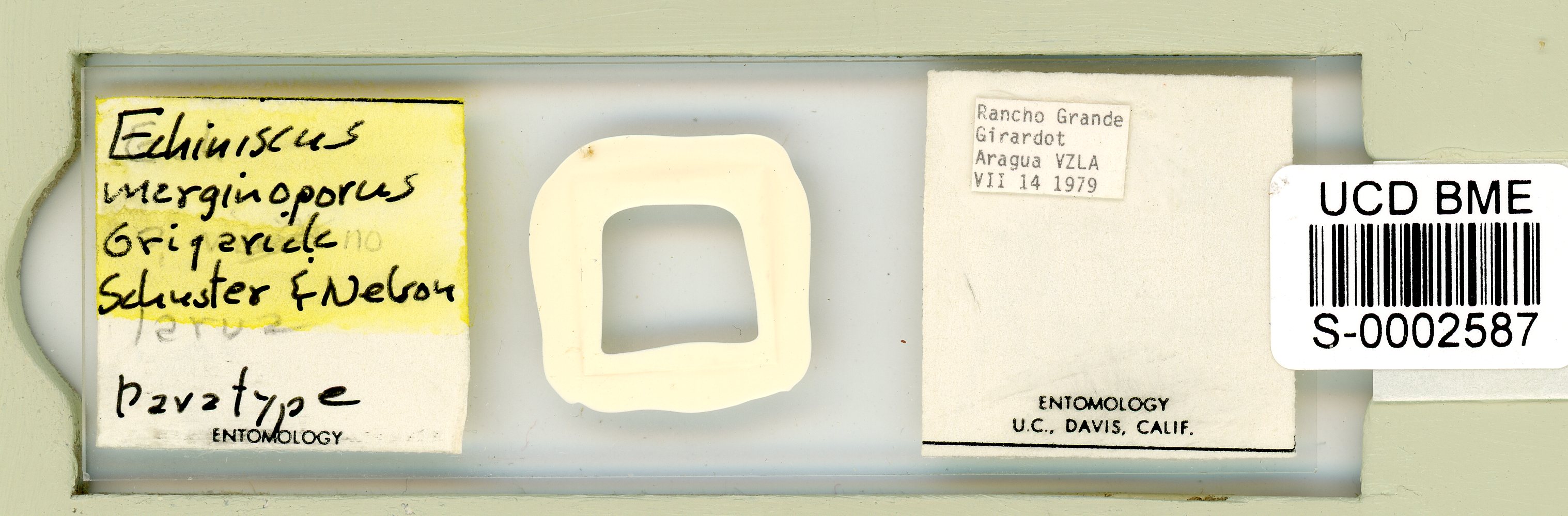 Echiniscus marginoporus image