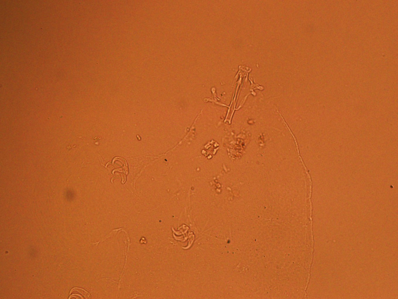 Doryphoribius flavus image