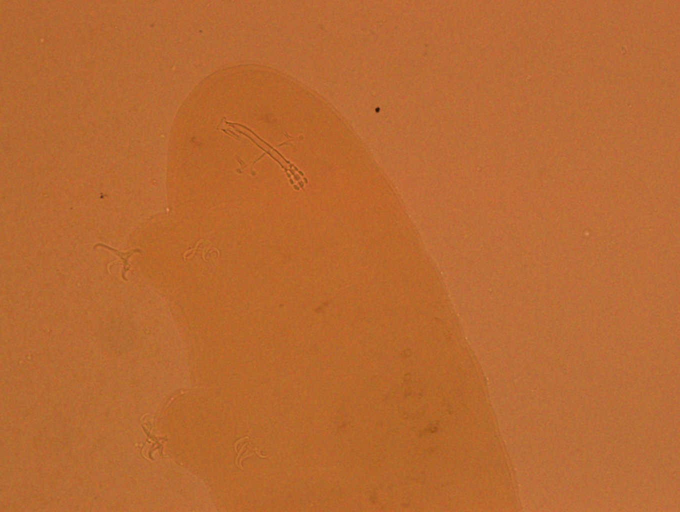 Doryphoribius zappalai image