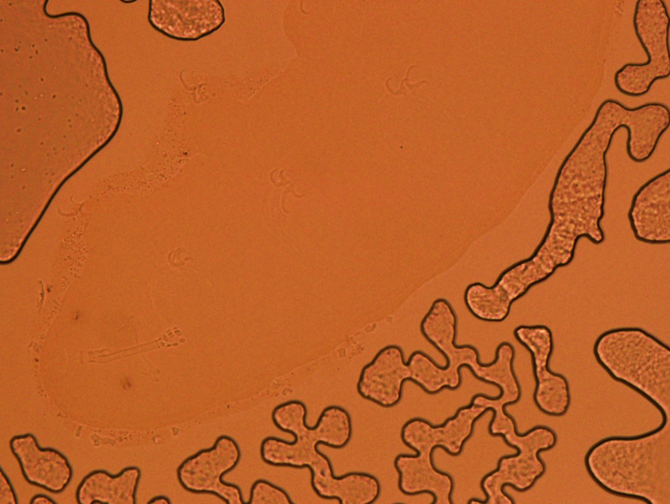 Doryphoribius zappalai image