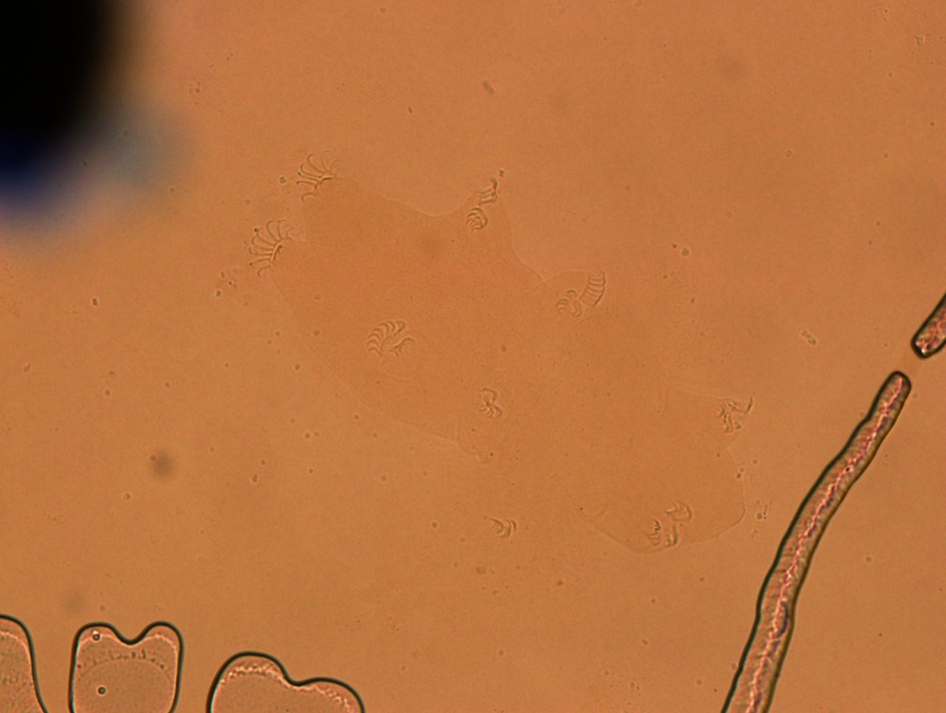 Echiniscoides sigismundi image
