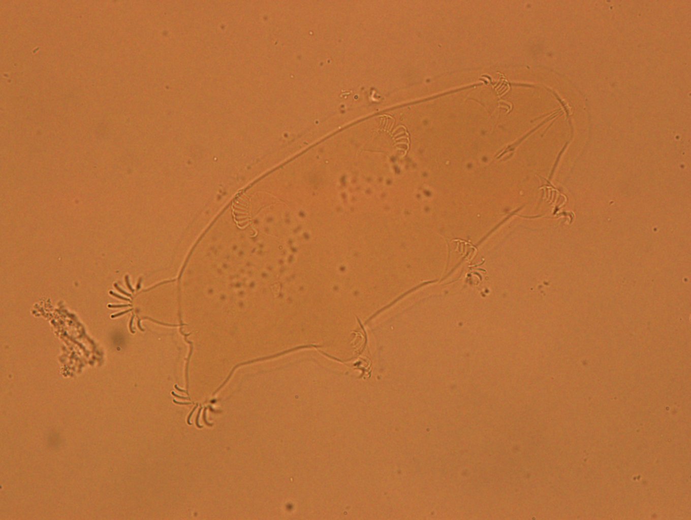 Echiniscoides sigismundi image