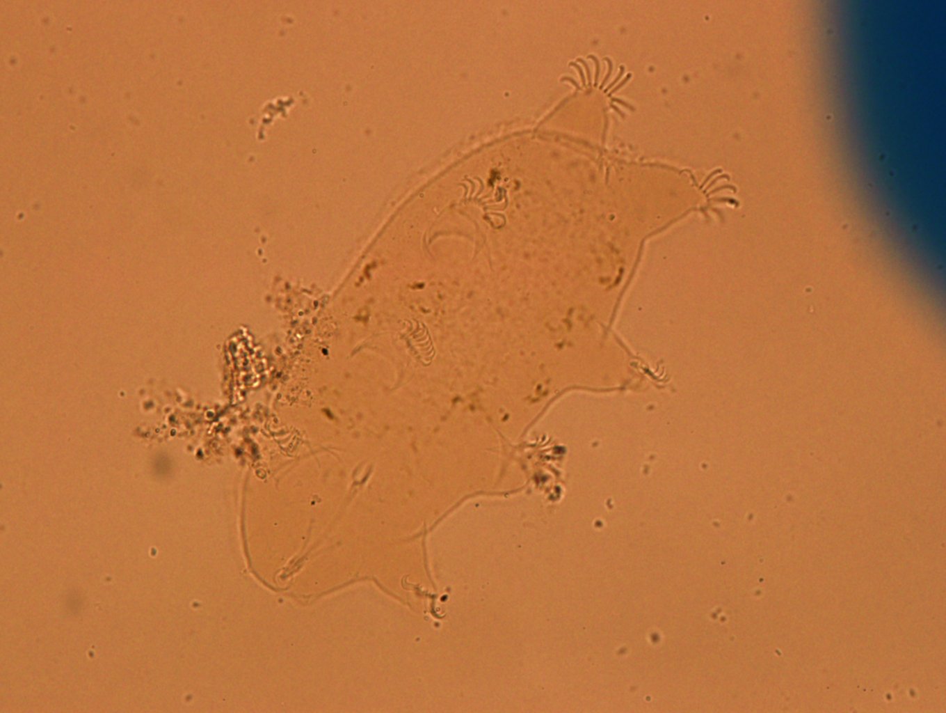Echiniscoides sigismundi image