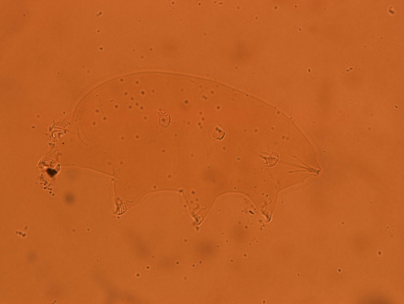 Echiniscoididae image