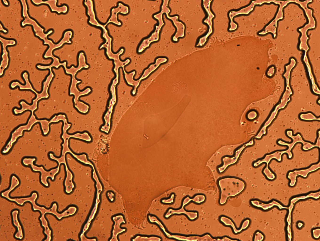 Echiniscoides image