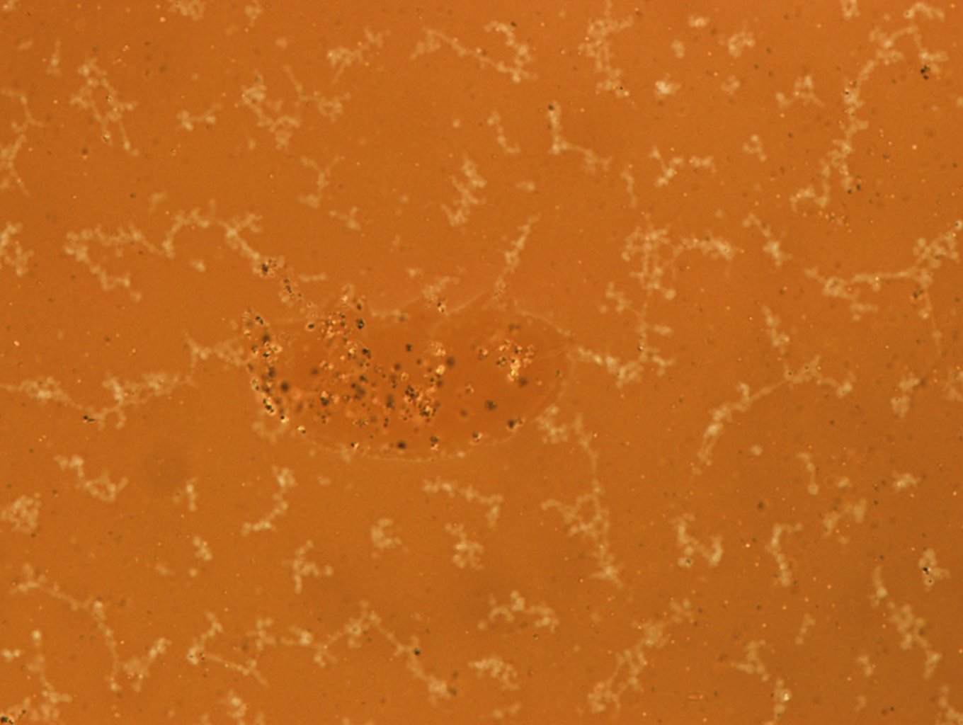 Echiniscoides sigismundi image
