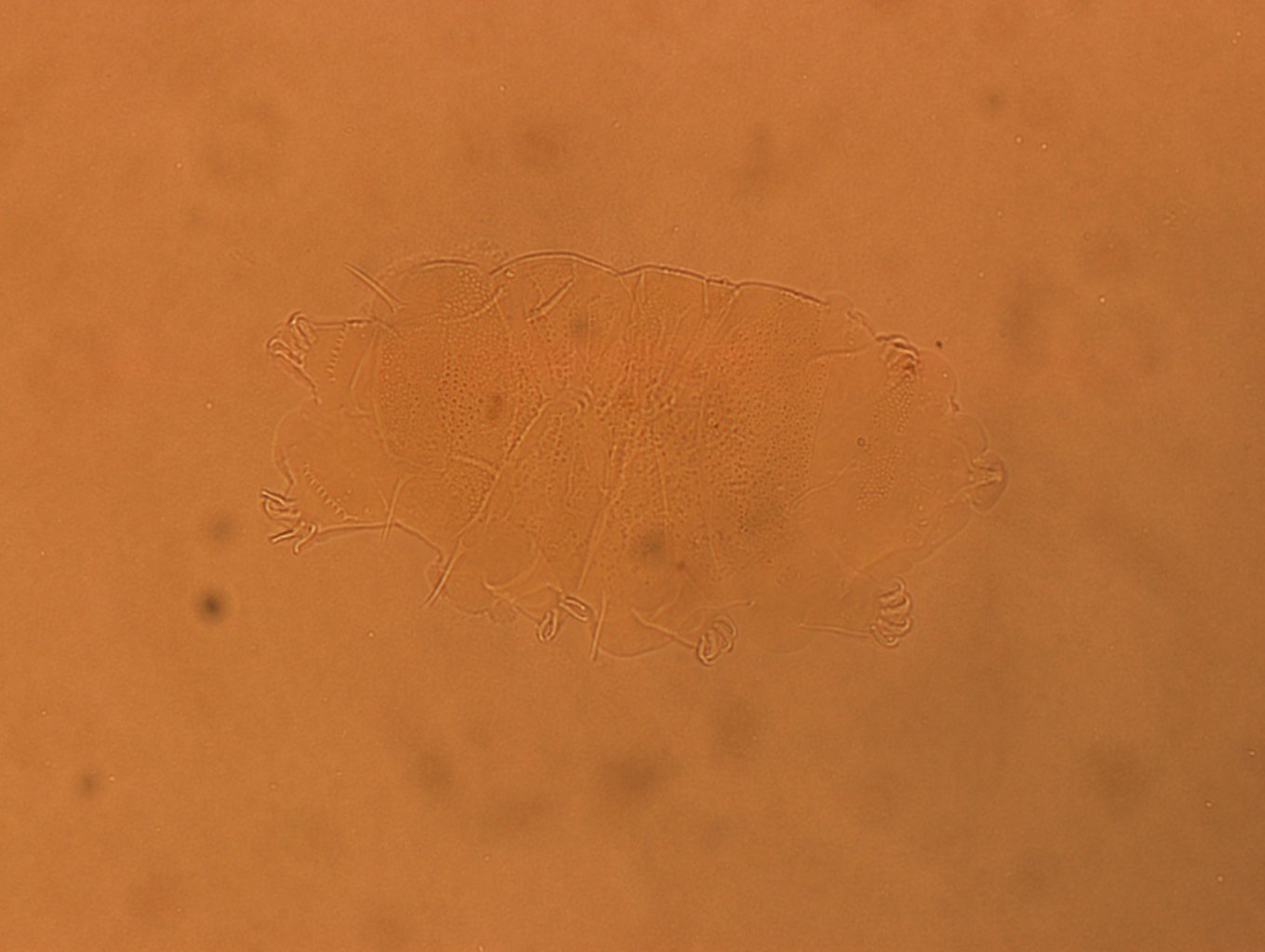 Echiniscus africanus image