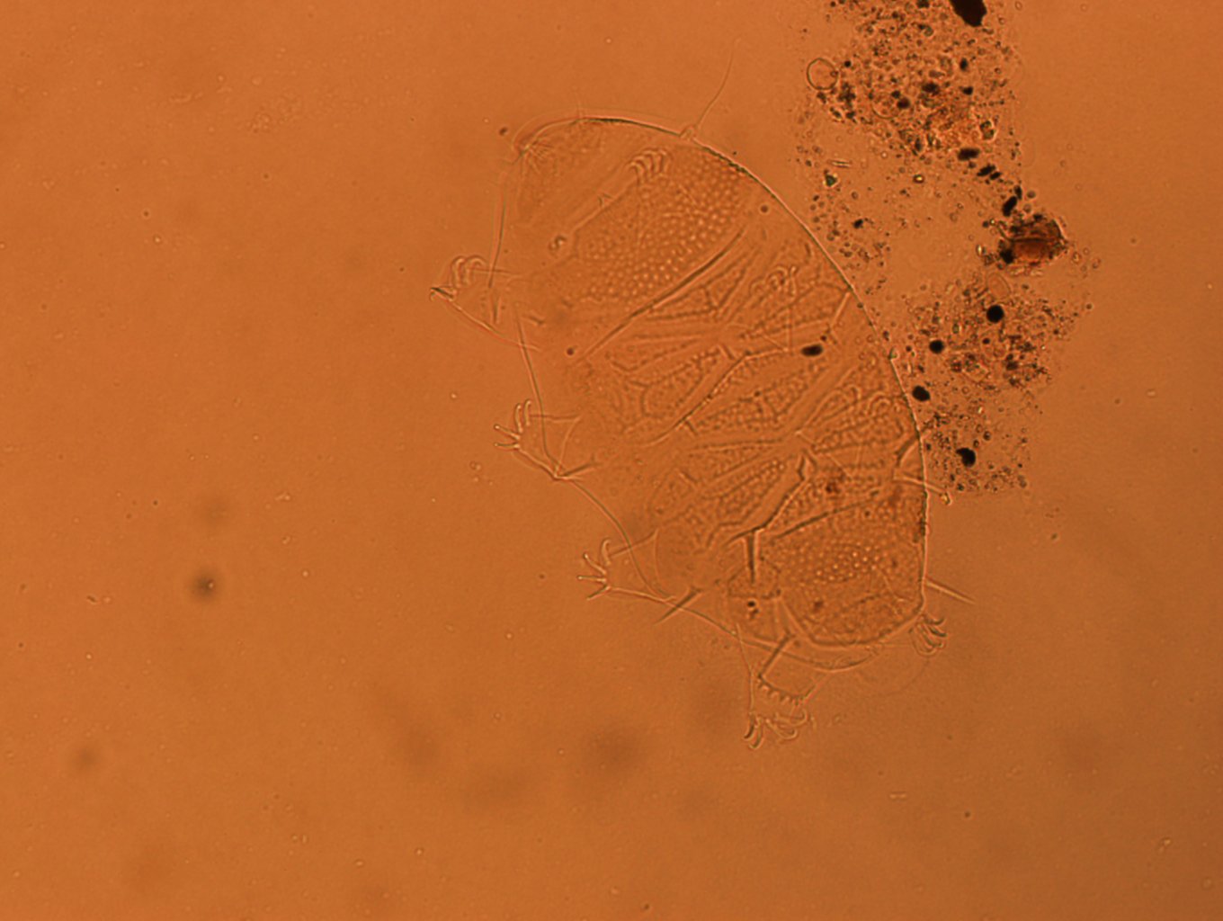 Echiniscus africanus image