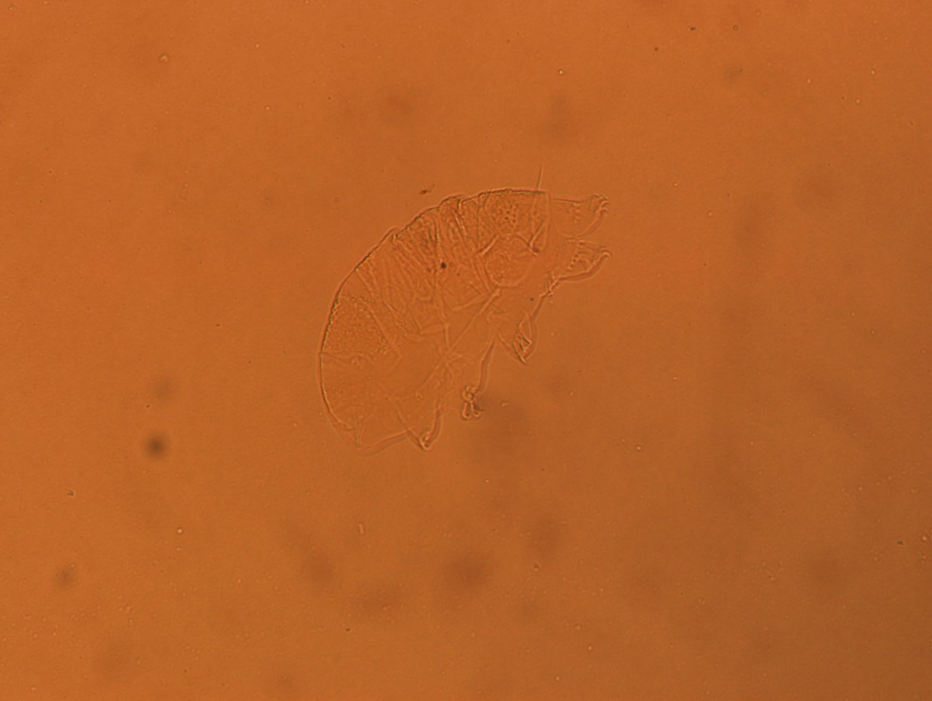 Echiniscus africanus image