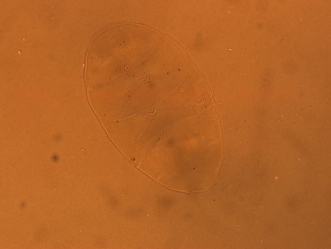 Echiniscus aliquantillus image