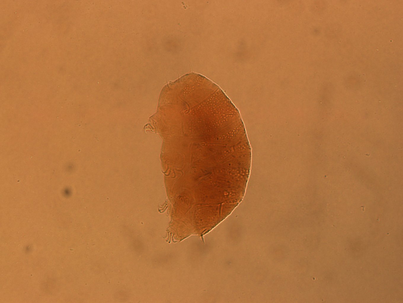 Echiniscus angolensis image