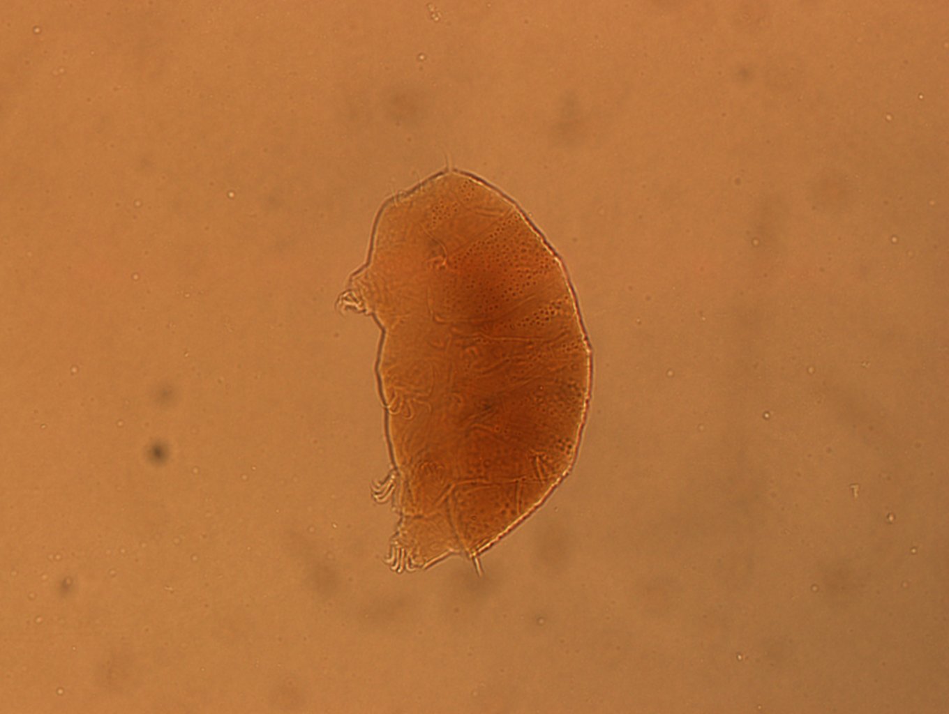 Echiniscus angolensis image