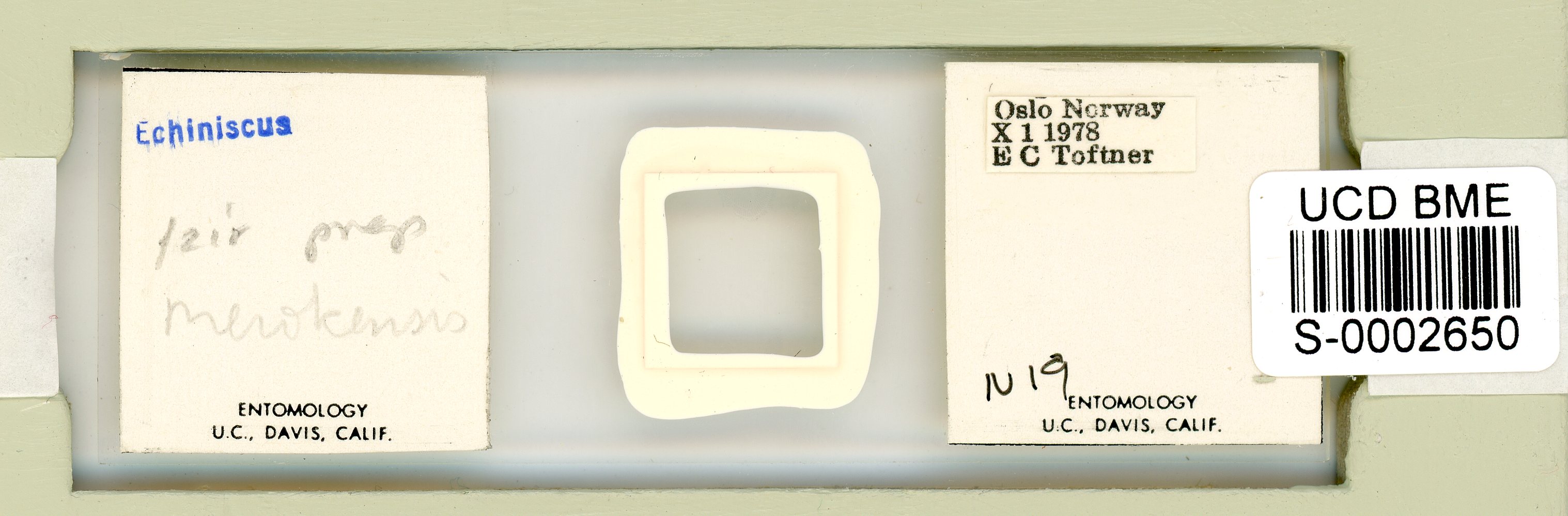 Echiniscus merokensis image