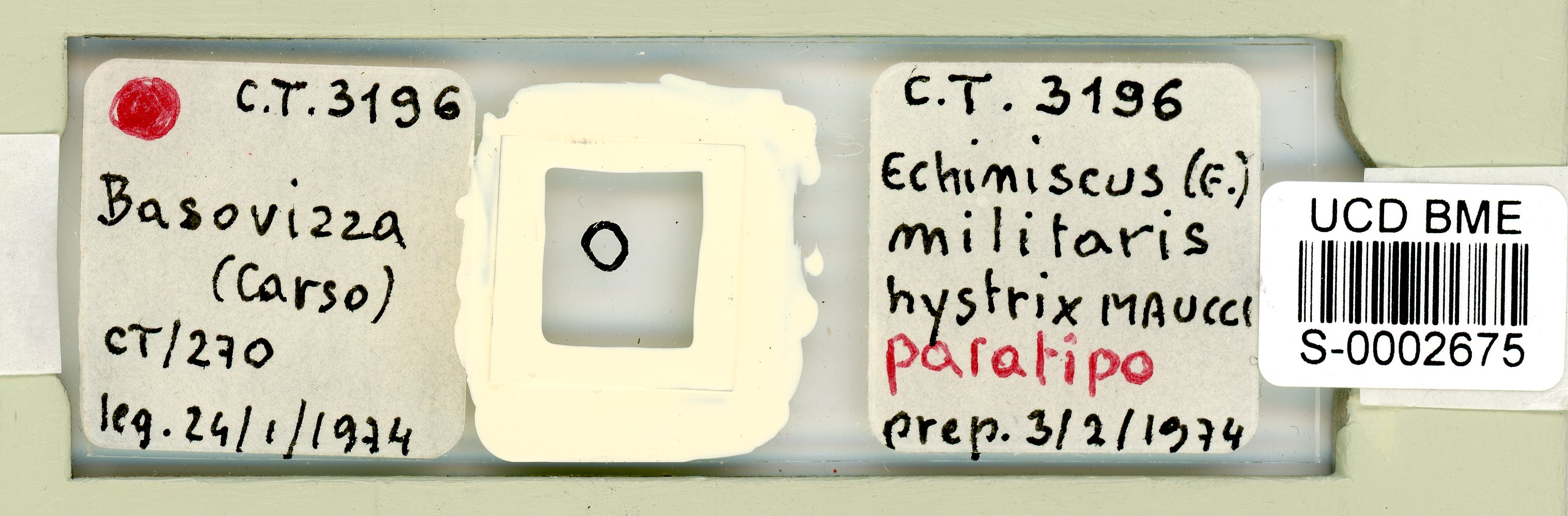 Echiniscus militaris image