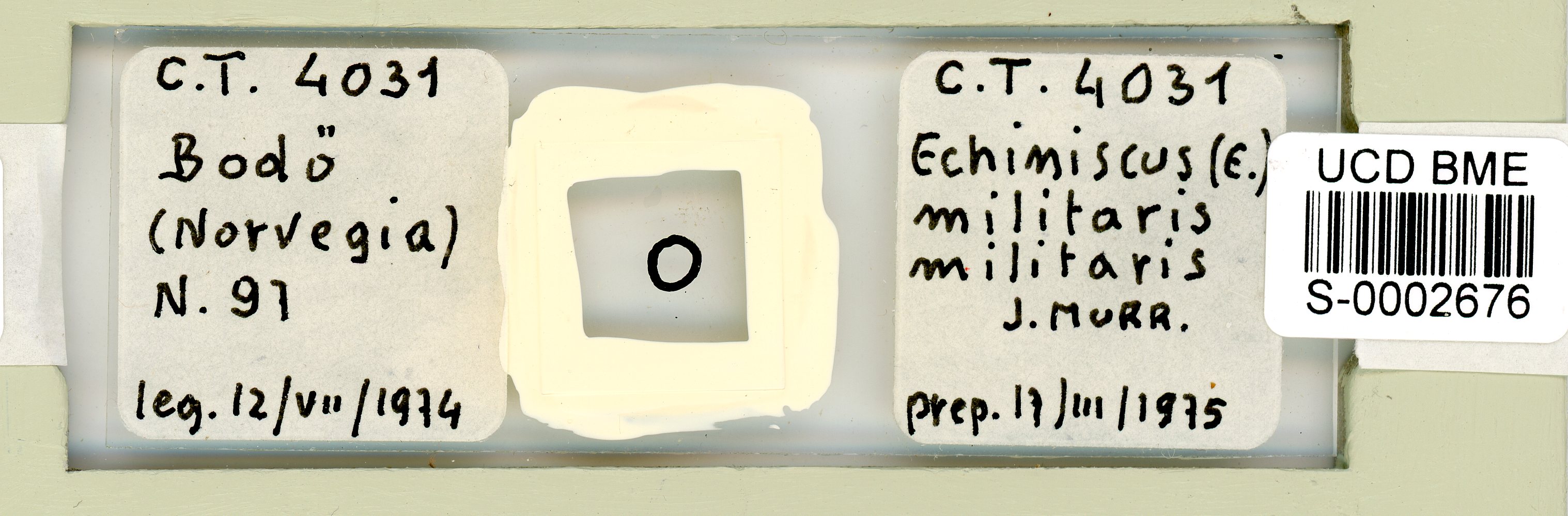 Echiniscus militaris image