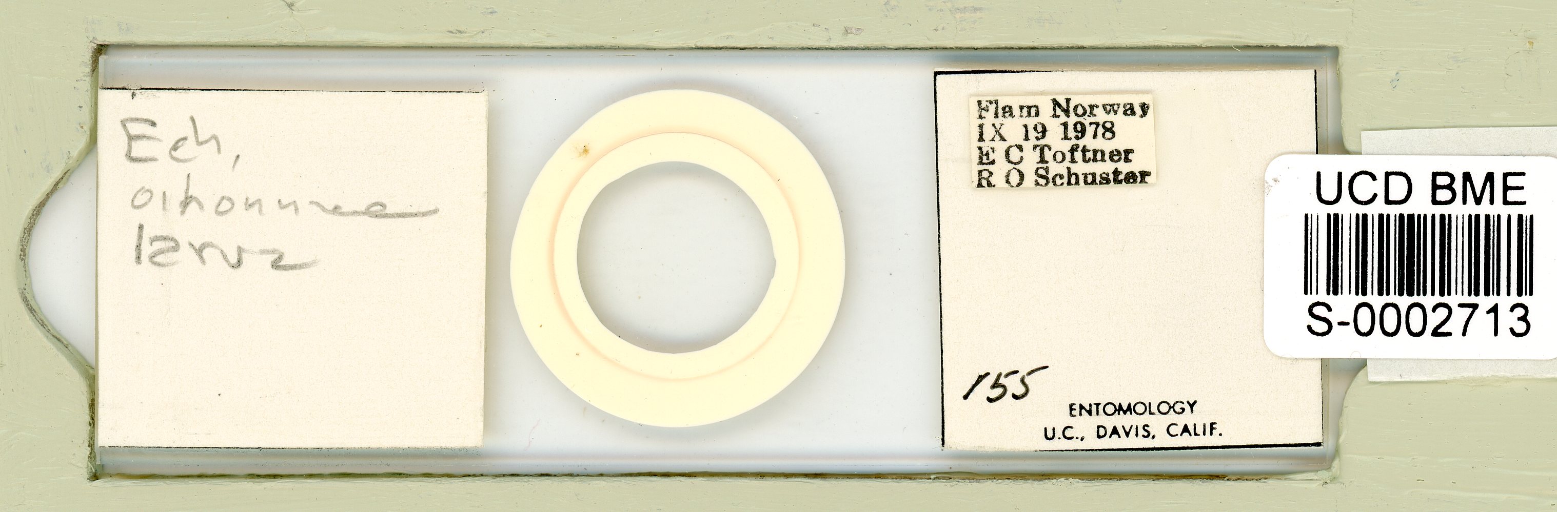Diploechiniscus oihonnae image
