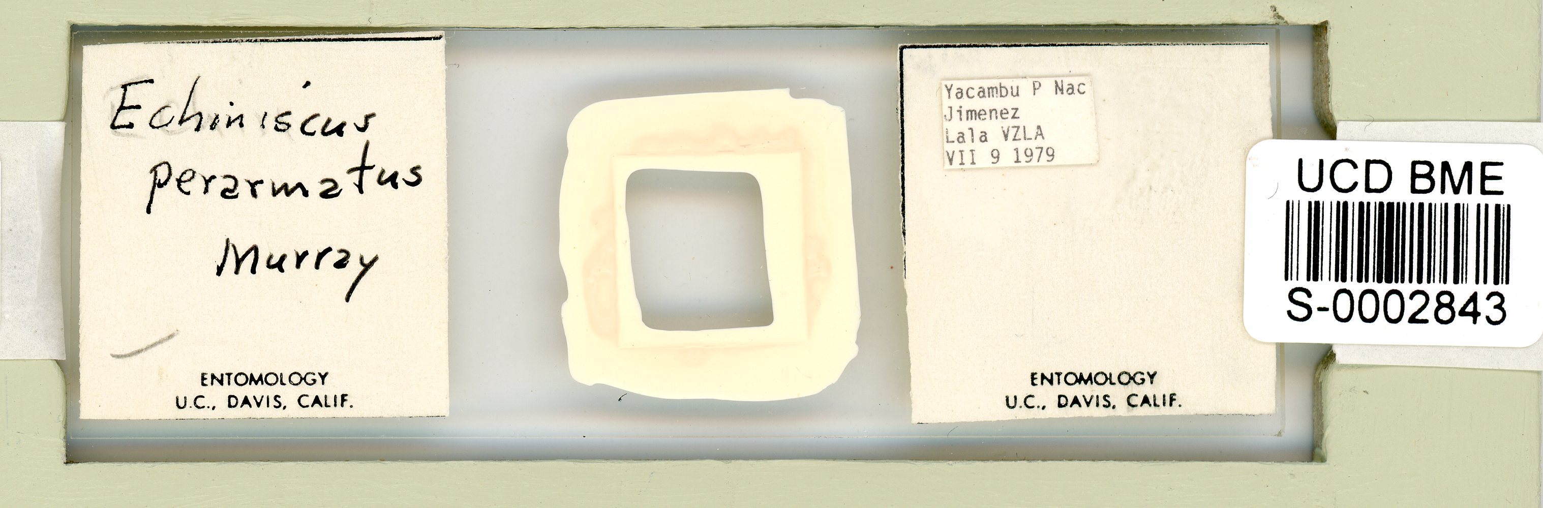 Echiniscus perarmatus image