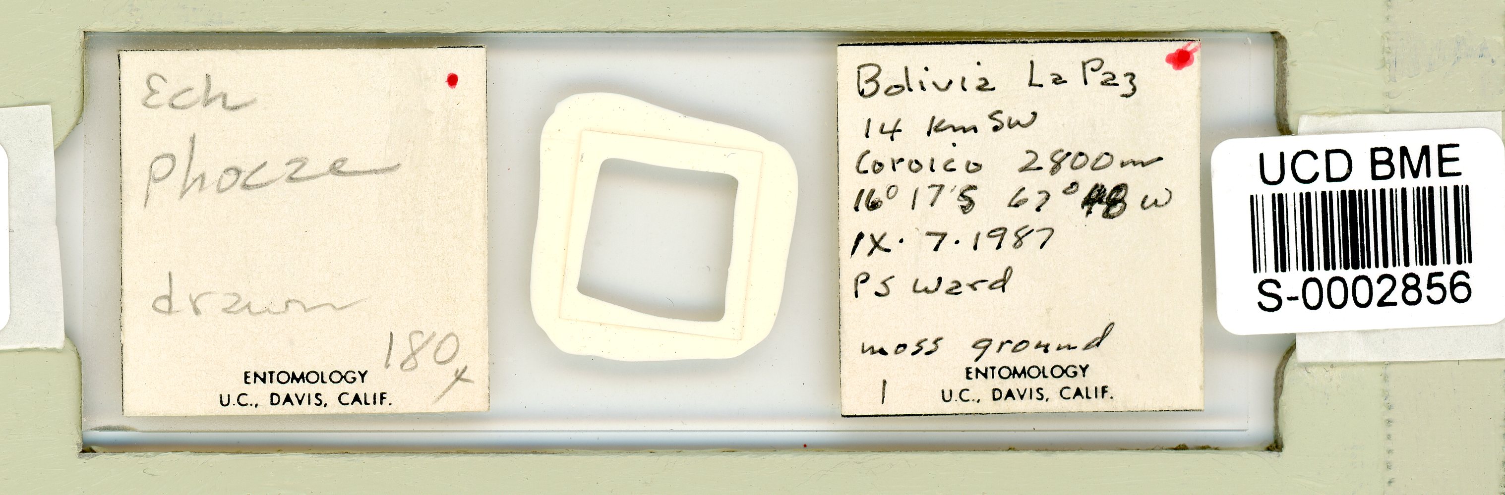 Echiniscus phocae image