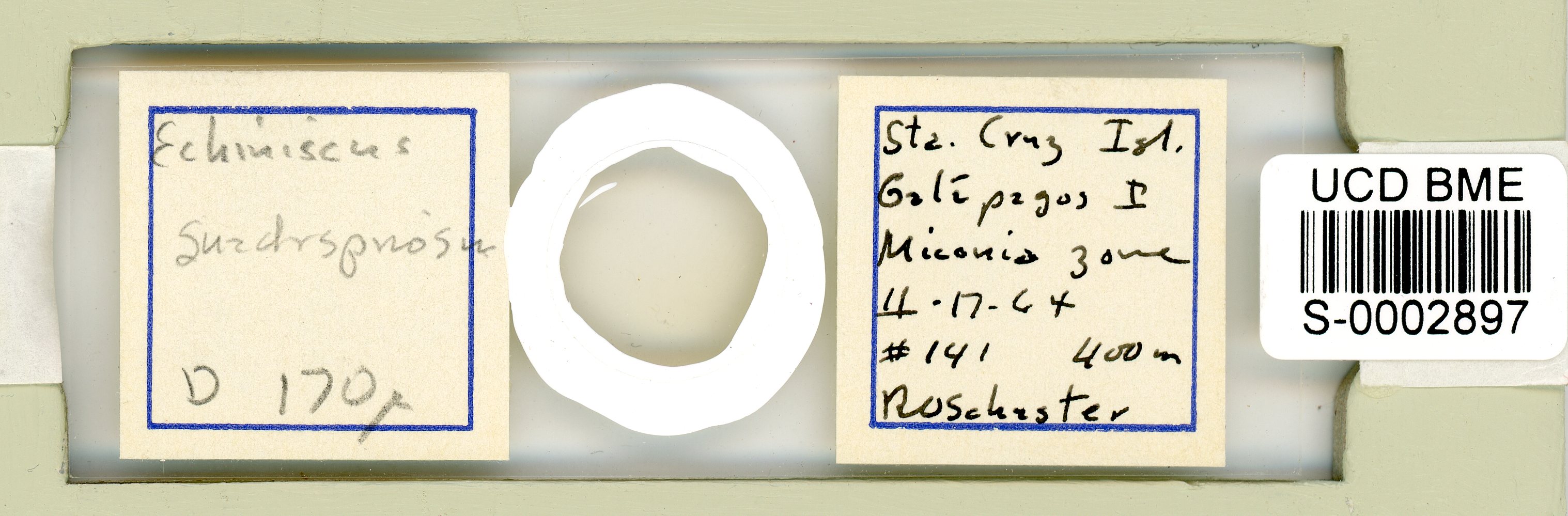Echiniscus quadrispinosus image
