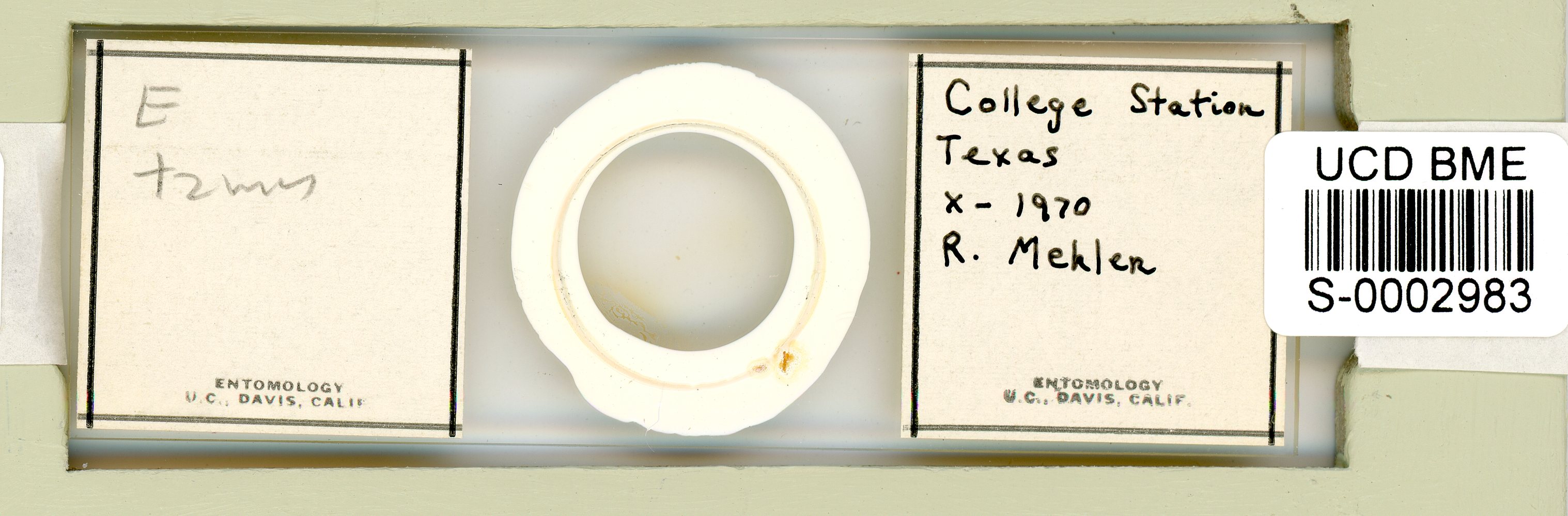 Echiniscus tamus image