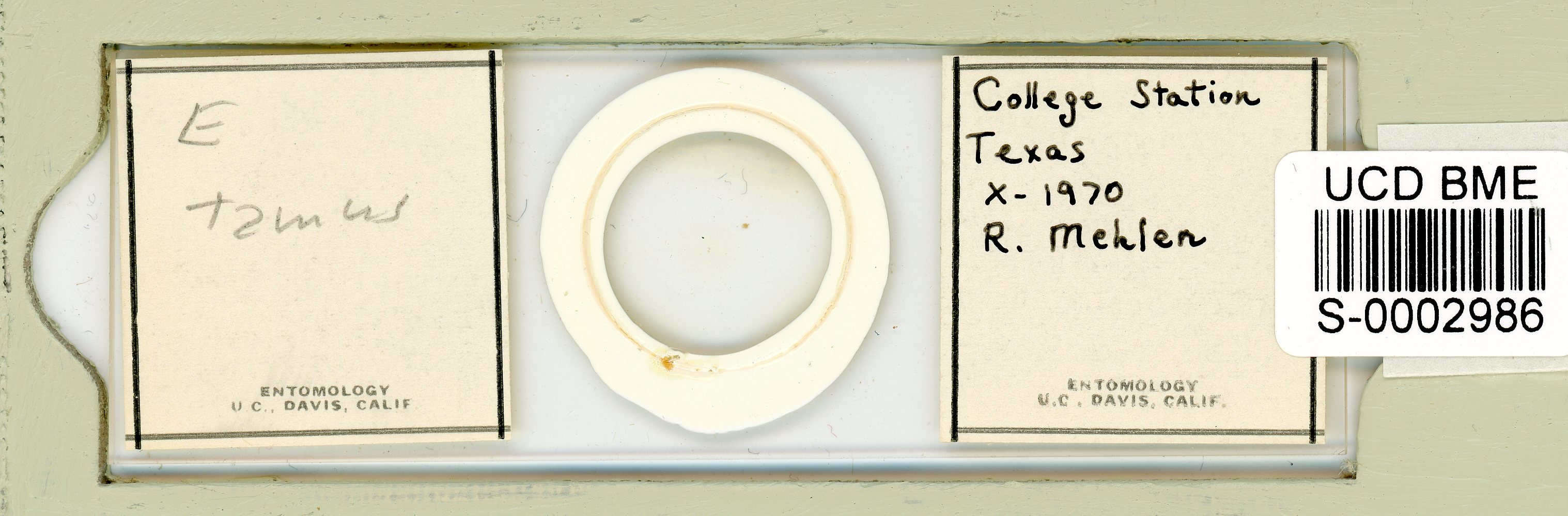 Echiniscus tamus image