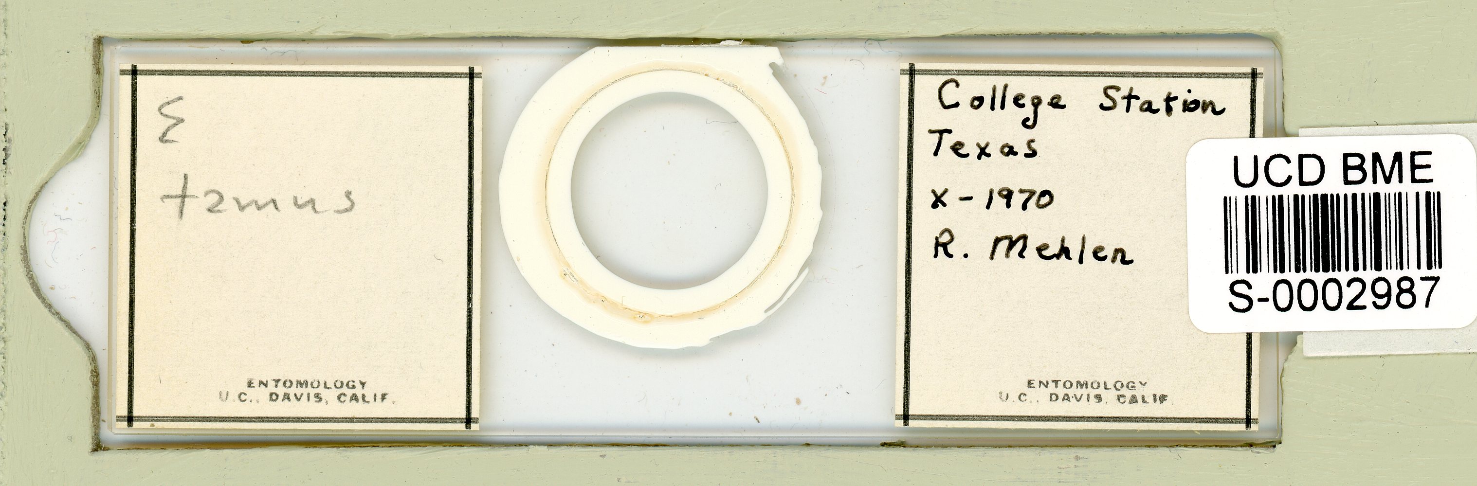 Echiniscus tamus image