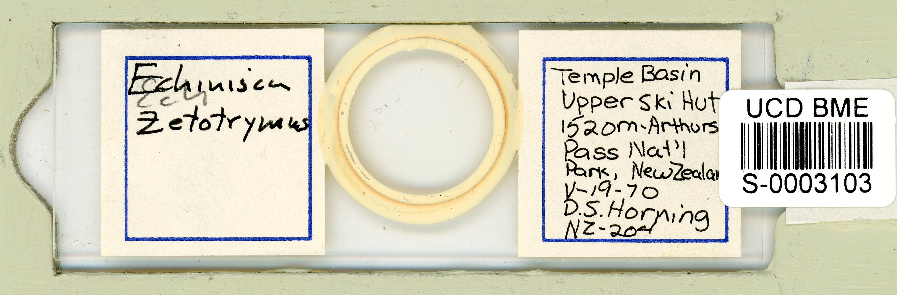 Echiniscus zetotrymus image