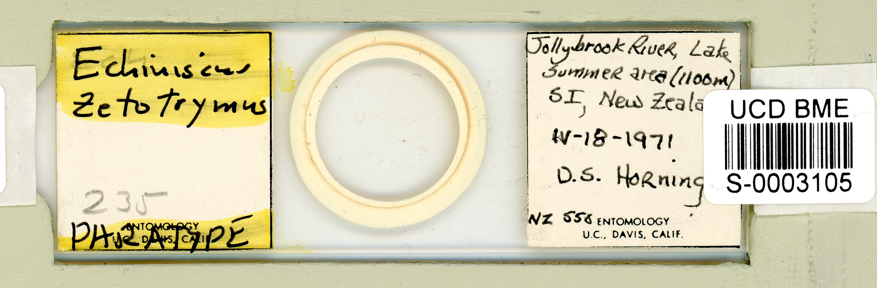 Echiniscus zetotrymus image