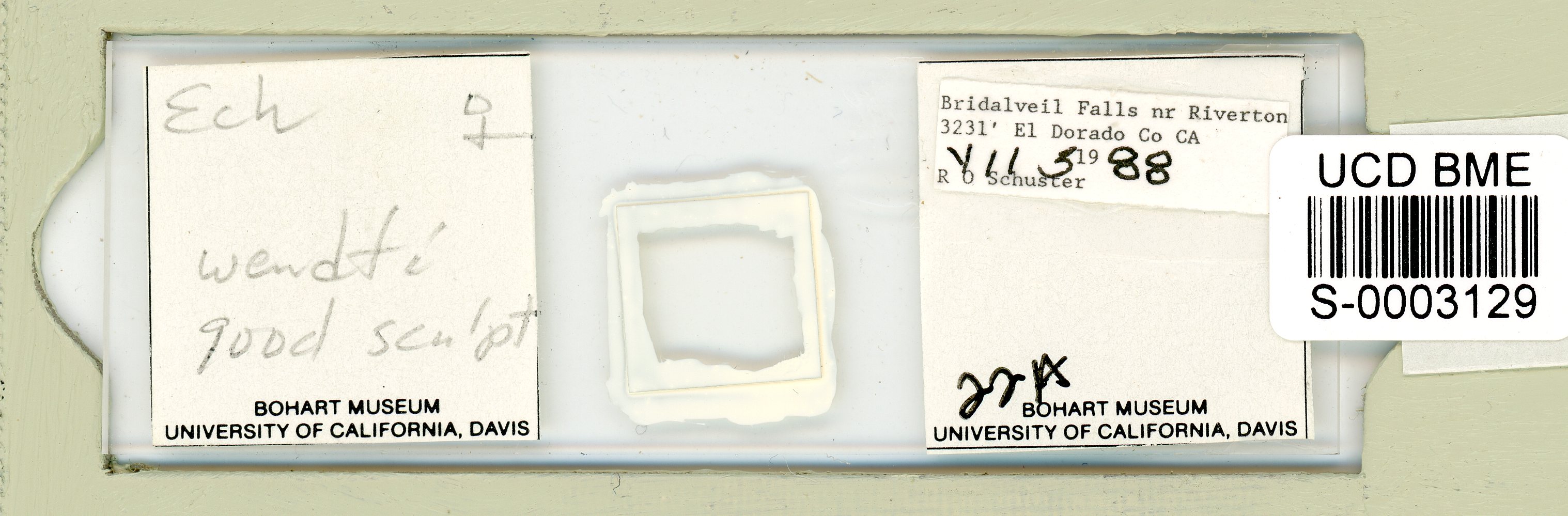 Echiniscus wendti image