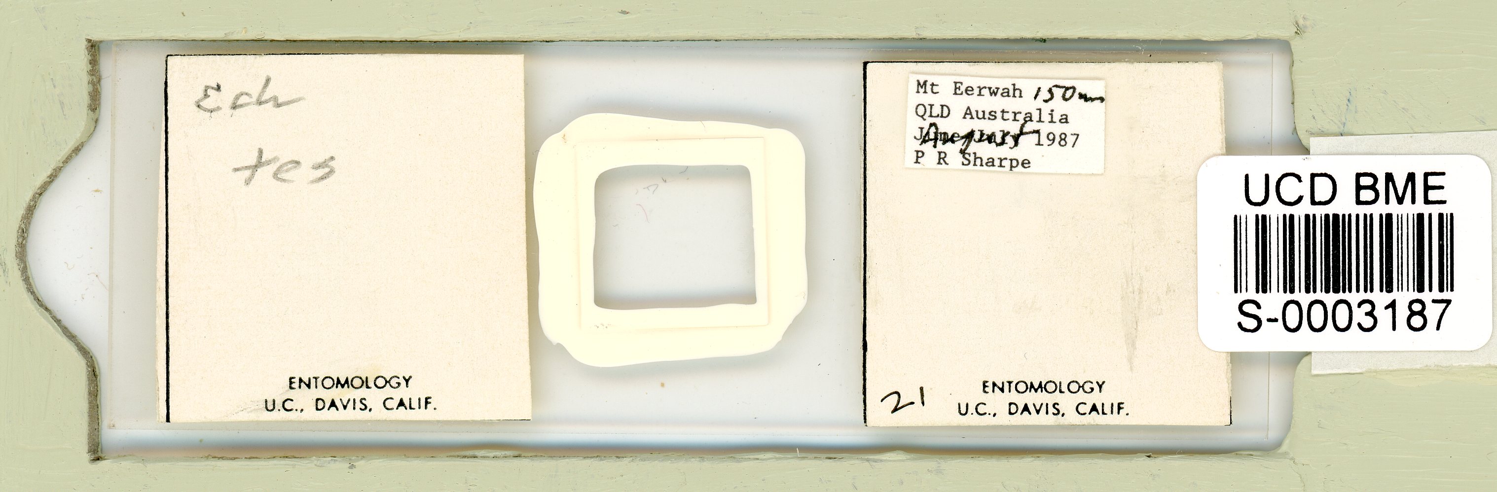 Echiniscus testudo image