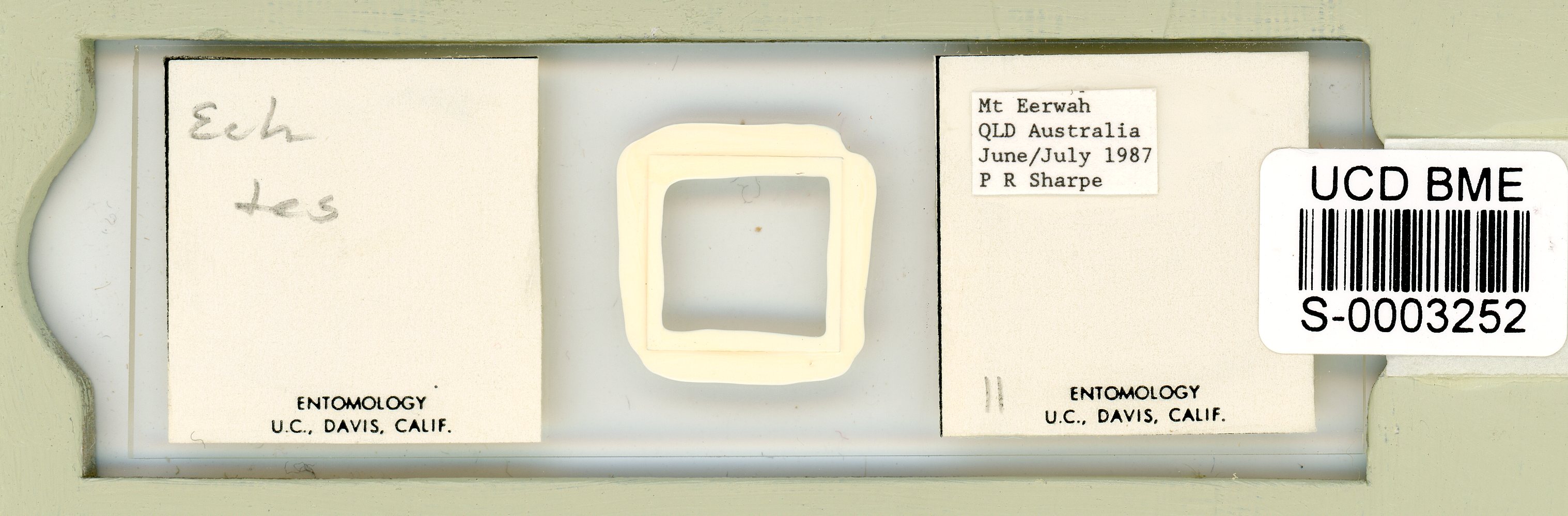 Echiniscus testudo image