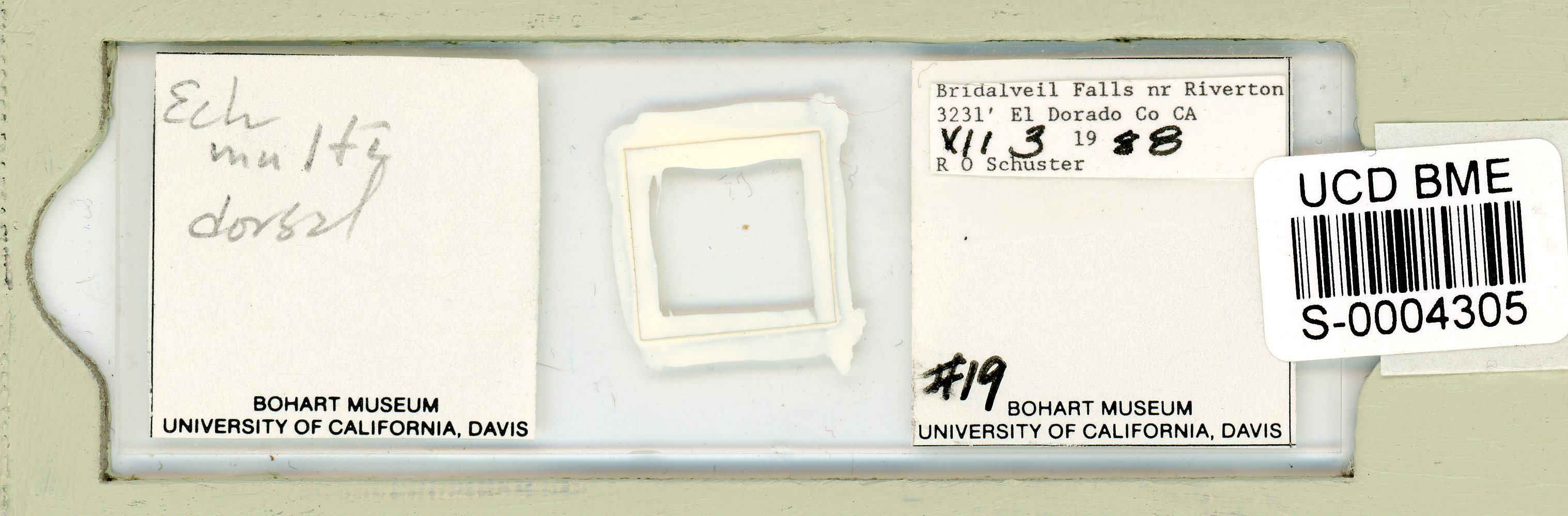 Diploechiniscus oihonnae image