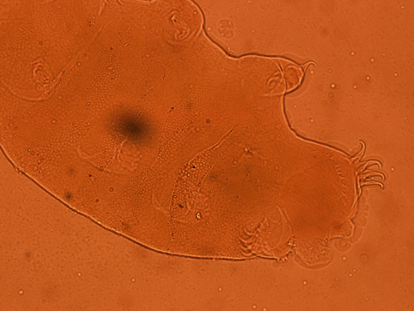 Echiniscus kerguelensis image