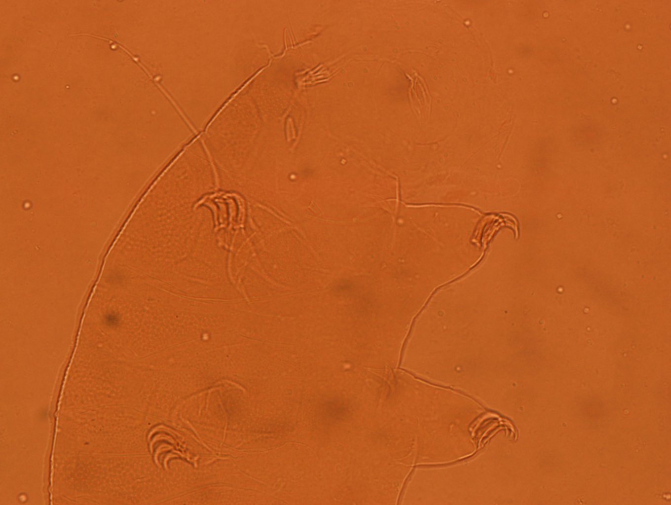 Echiniscus reticulatus image