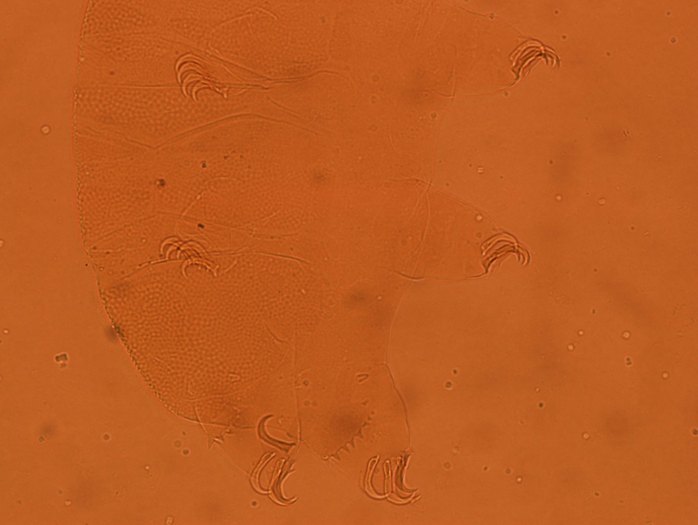 Echiniscus reticulatus image