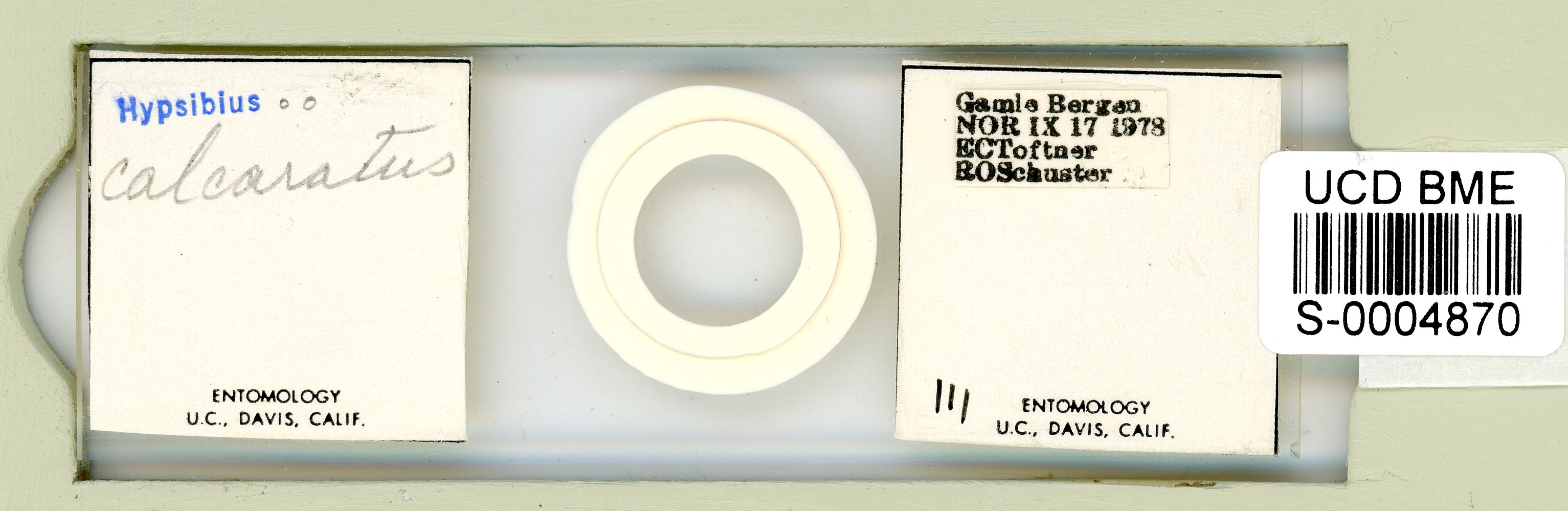 Hypsibius calcaratus image