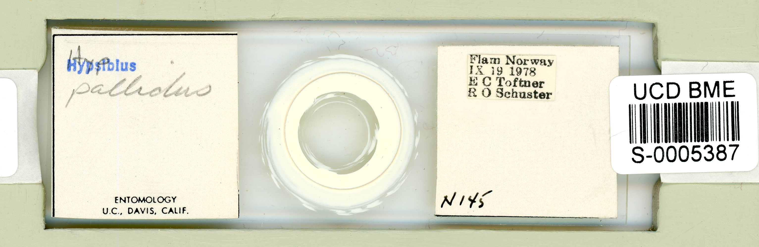 Hypsibius pallidus image