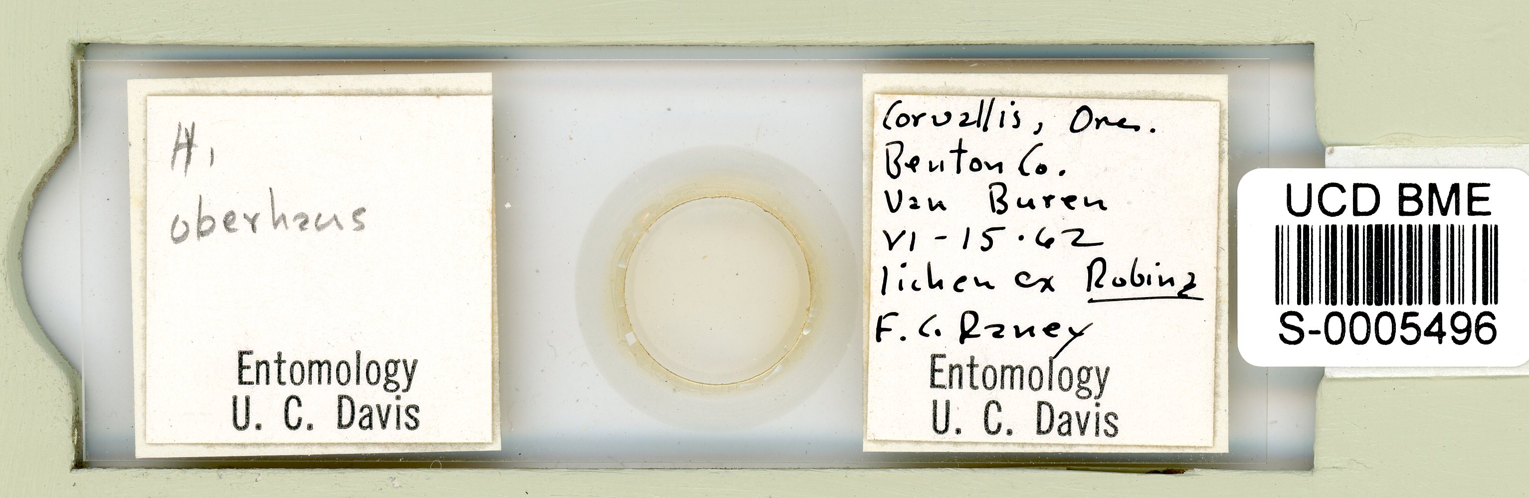 Ramazzottius oberhaeuseri image