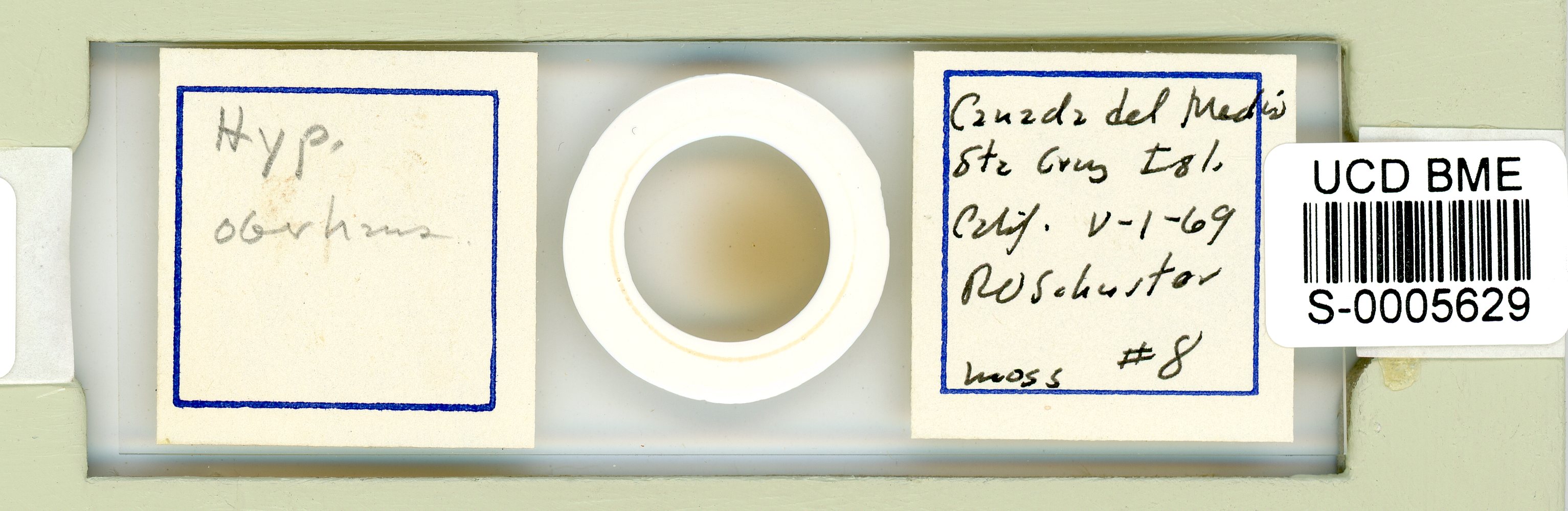 Ramazzottius oberhaeuseri image