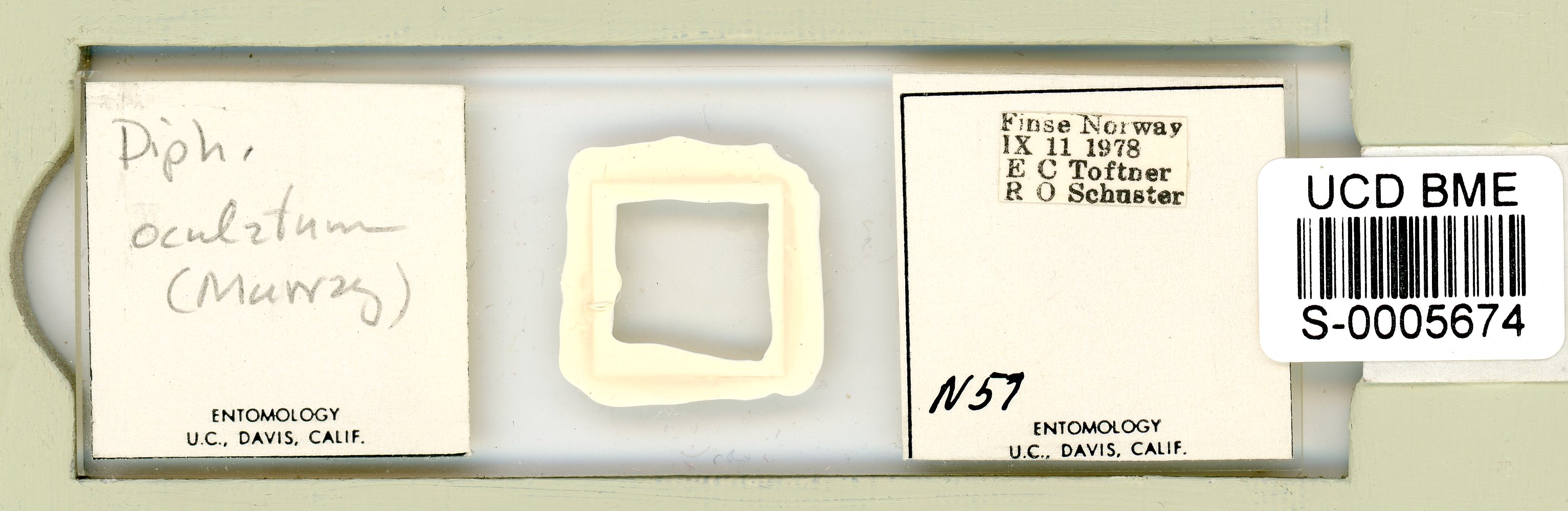 Pilatobius oculatus image