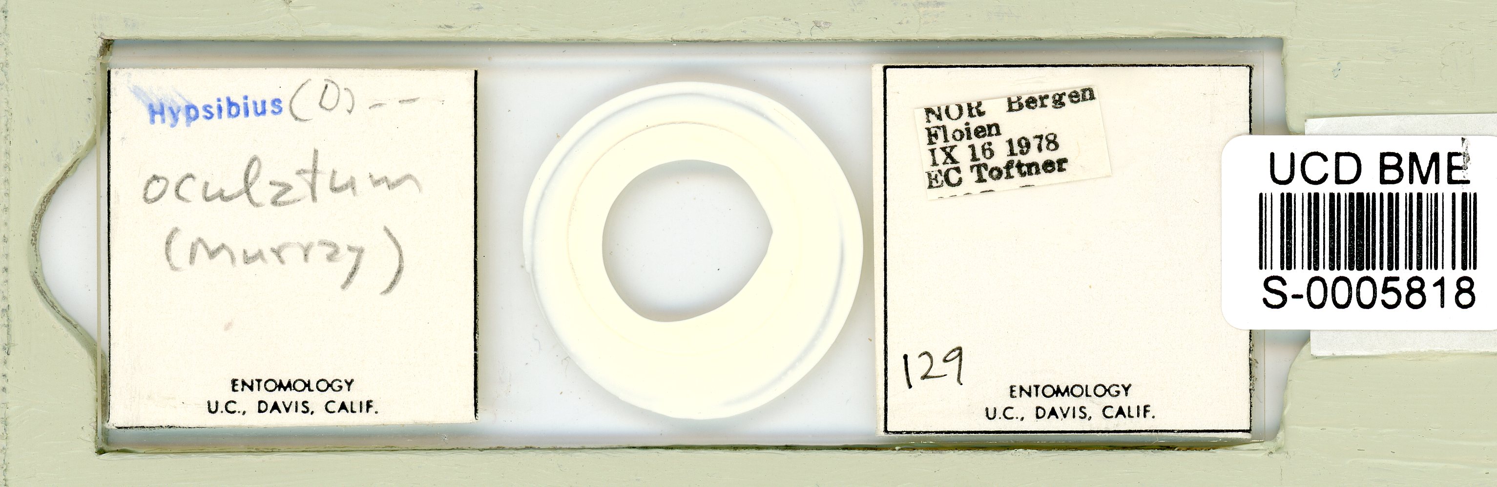 Pilatobius oculatus image