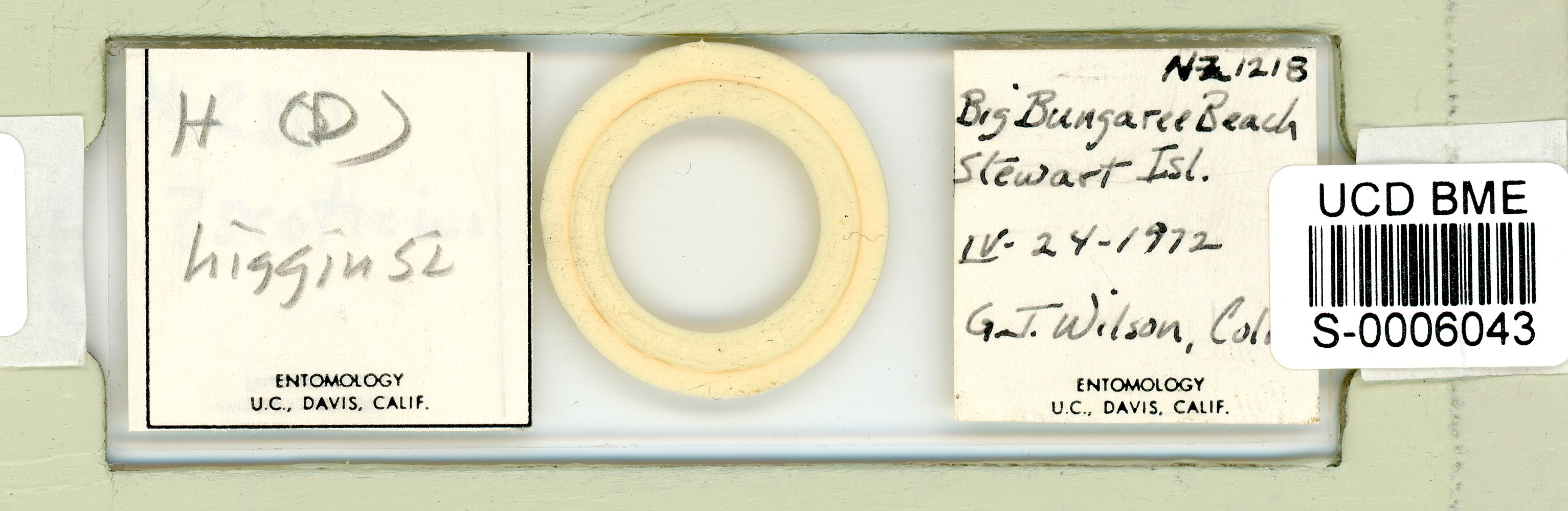 Diphascon higginsi image