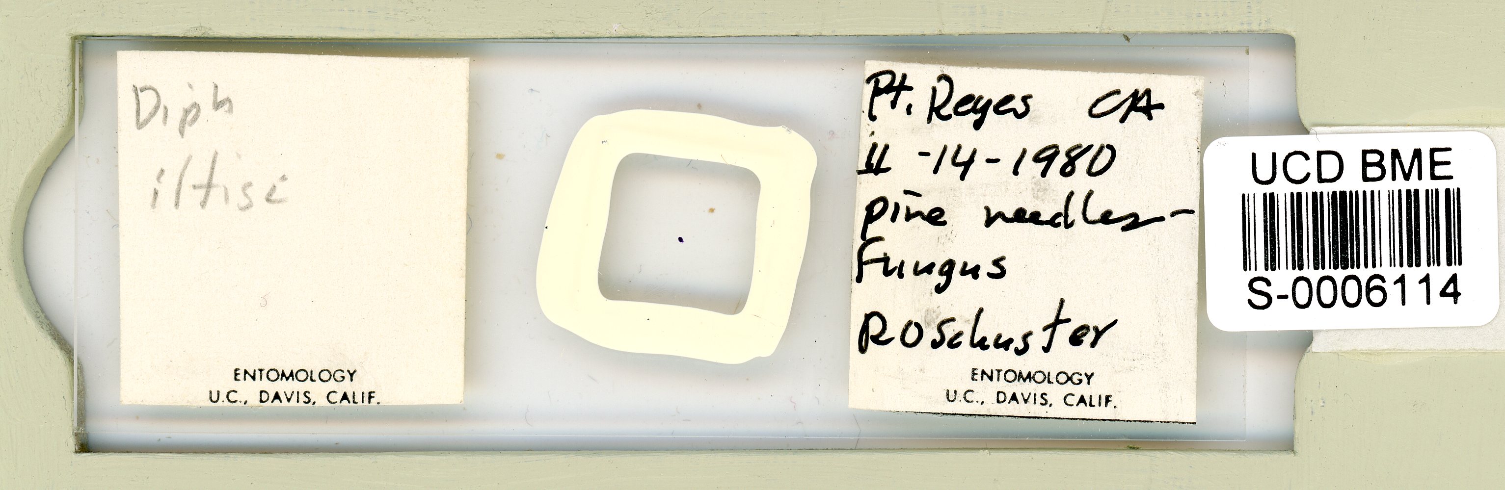 Pilatobius iltisi image