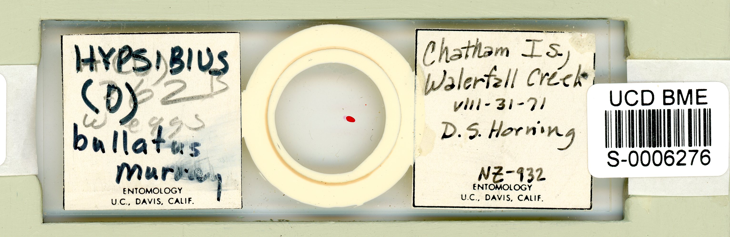 Pilatobius bullatus image